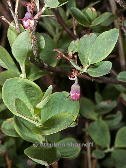 vaccinium uliginosum var occidentale 1 graphic